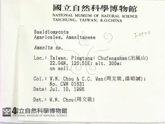 鵝膏屬藏品圖，第2張