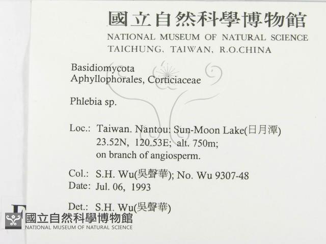 射脈菌屬藏品圖，第2張