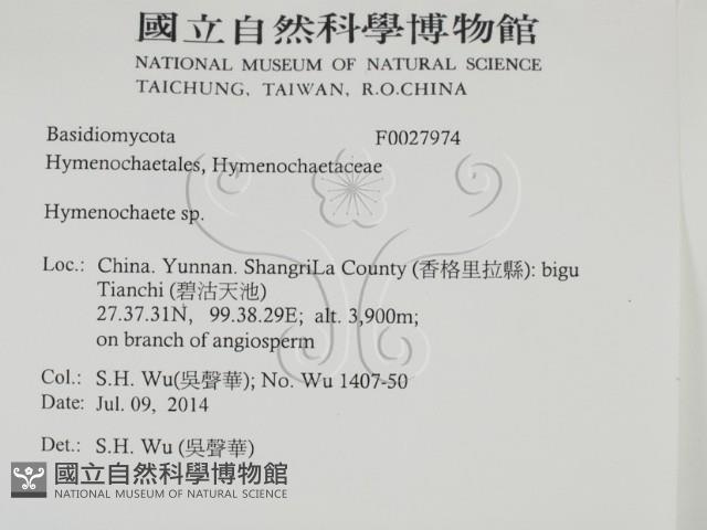 刺革菌屬藏品圖，第2張