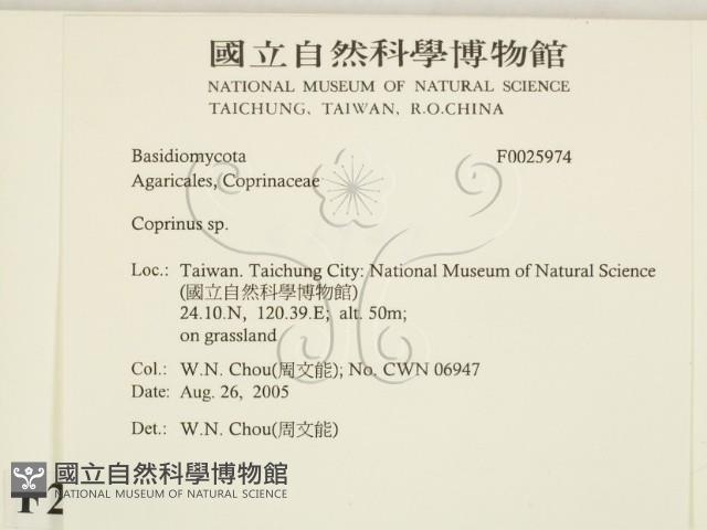 鬼傘屬藏品圖，第2張