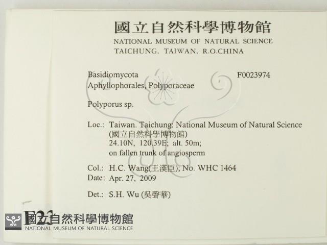 多孔菌屬藏品圖，第2張