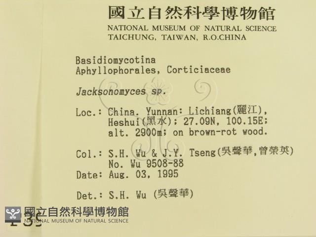 傑克菌屬藏品圖，第2張