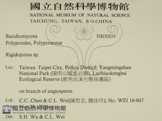 硬孔菌屬藏品圖，第2張