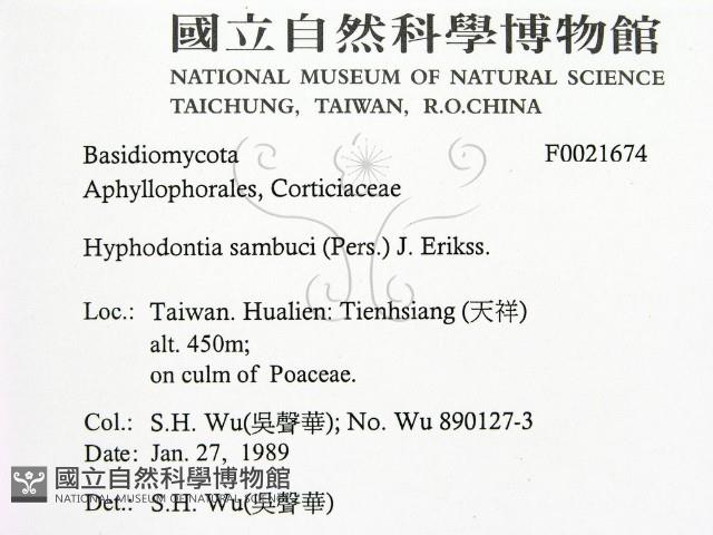 冇骨消絲齒菌藏品圖，第2張
