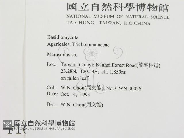 小皮傘屬藏品圖，第2張