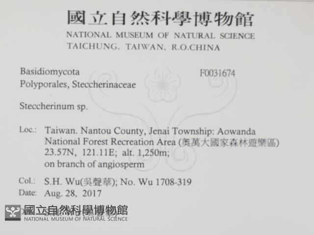 齒耳菌屬藏品圖，第2張