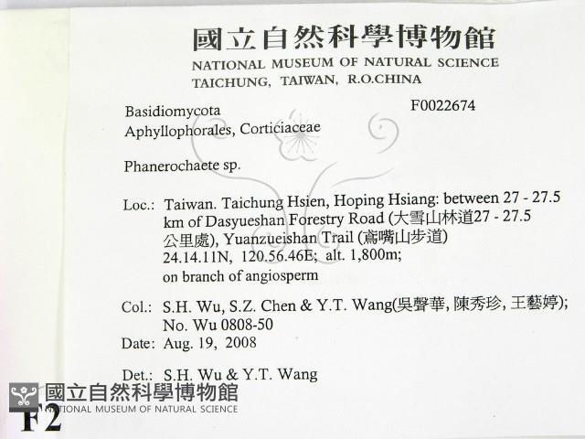 顯絲菌屬藏品圖，第2張