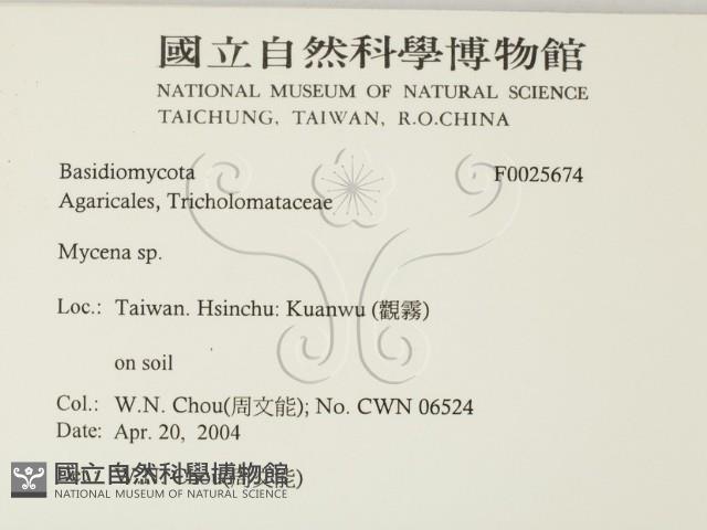 小菇屬藏品圖，第2張