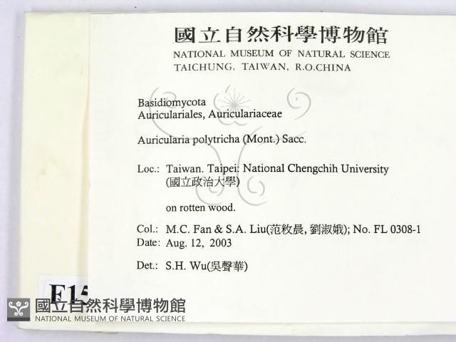 毛木耳藏品圖，第2張