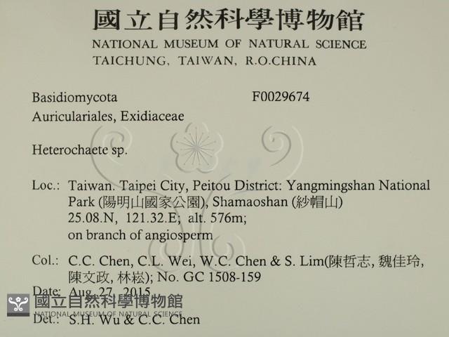 刺皮菌屬藏品圖，第2張