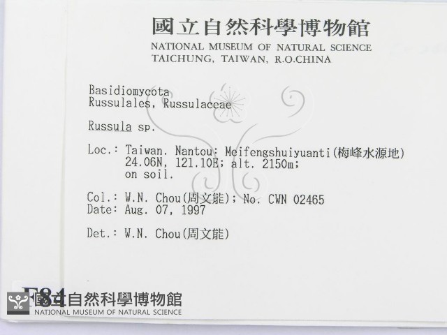 紅菇屬藏品圖，第2張