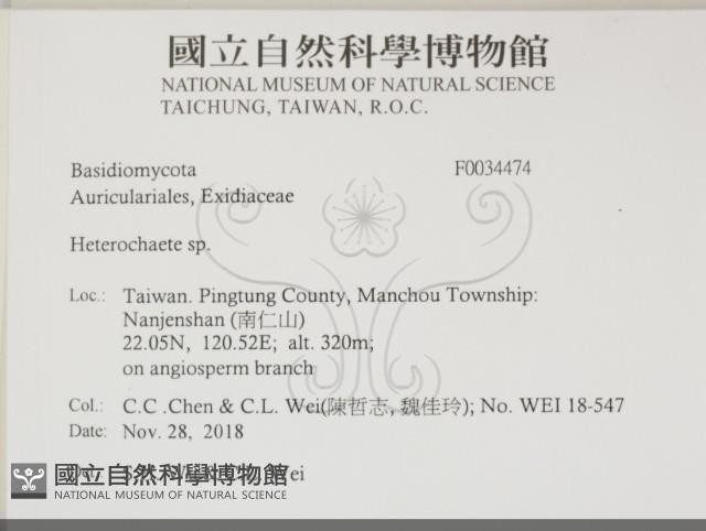 刺皮菌屬藏品圖，第2張