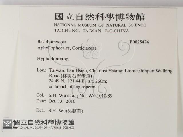 絲齒菌屬藏品圖，第2張