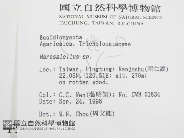 微皮傘屬藏品圖，第2張