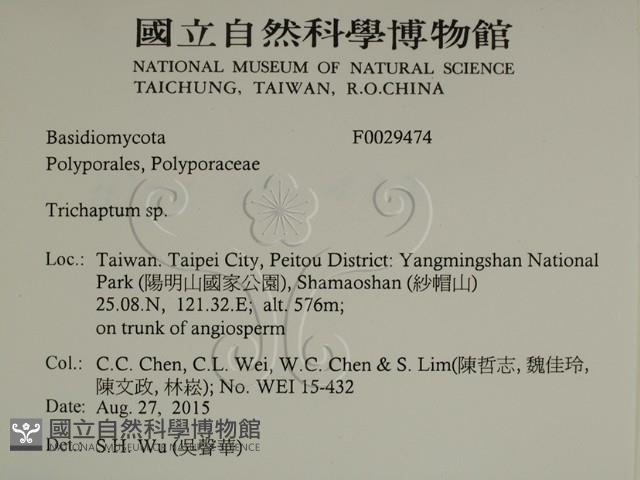 附毛菌屬藏品圖，第2張