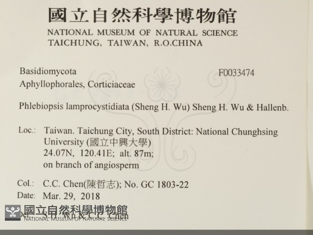 燈籠囊擬射脈菌藏品圖，第2張
