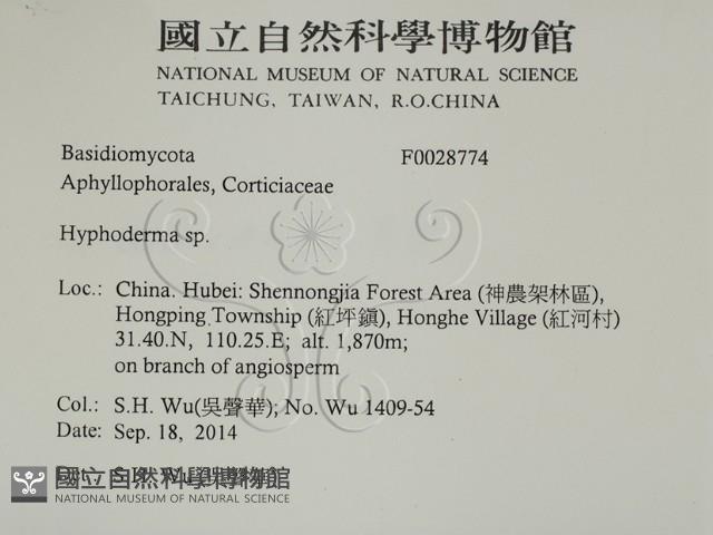 絲皮菌屬藏品圖，第2張
