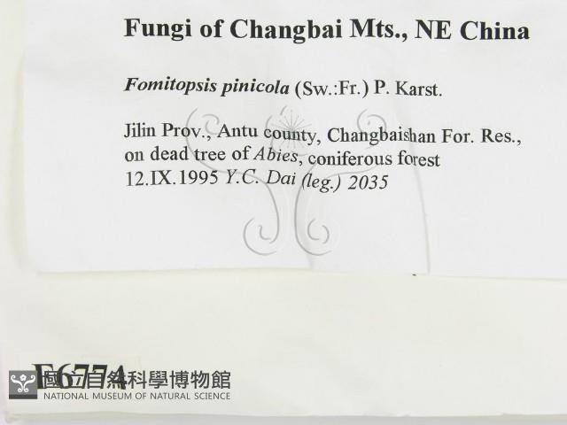 松生擬層孔菌藏品圖，第2張