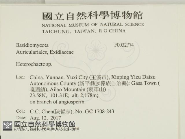 刺皮菌屬藏品圖，第2張