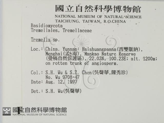 銀耳屬藏品圖，第2張