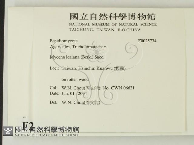 利氏小菇藏品圖，第2張