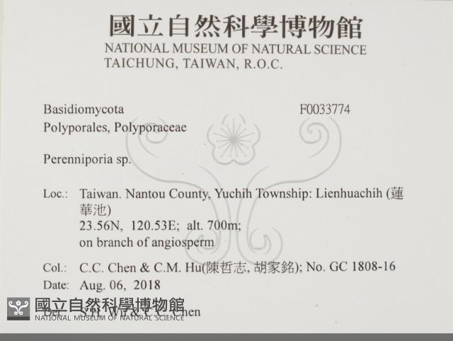 多年臥孔菌屬藏品圖，第2張