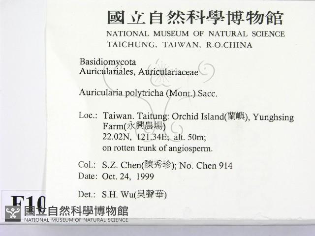 毛木耳藏品圖，第2張