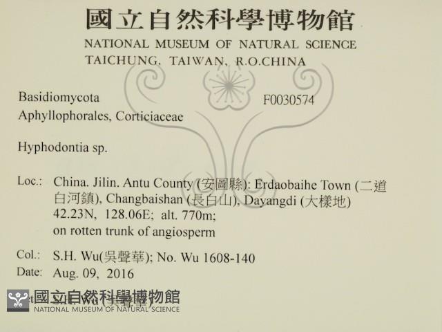 絲齒菌屬藏品圖，第2張