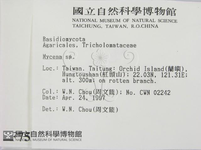 小菇屬藏品圖，第2張