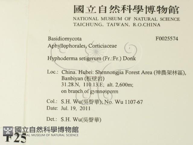剛毛絲皮菌藏品圖，第2張