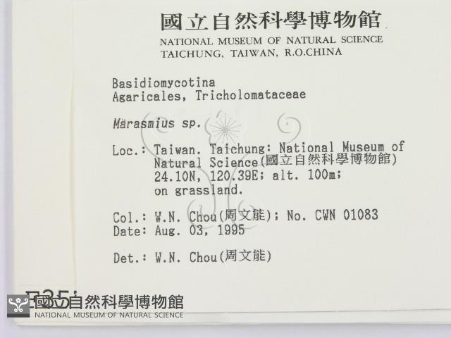 小皮傘屬藏品圖，第2張