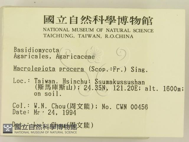 高大環柄菇藏品圖，第2張