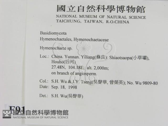 刺革菌屬藏品圖，第2張
