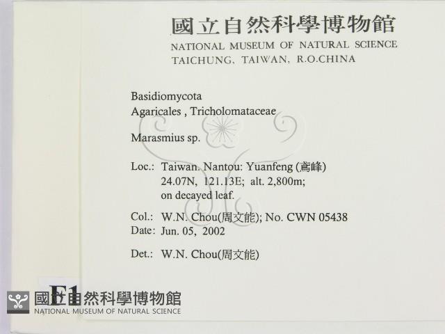 小皮傘屬藏品圖，第2張