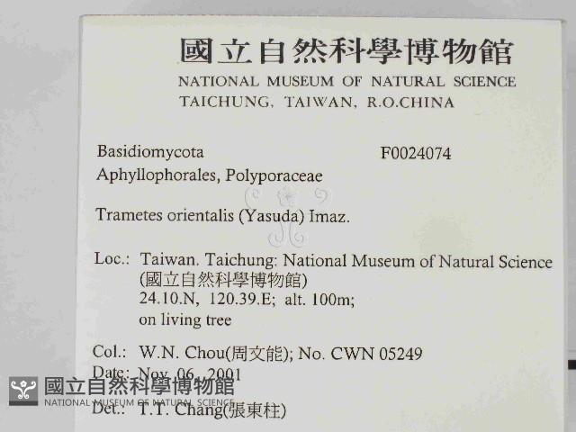 東方栓菌藏品圖，第2張