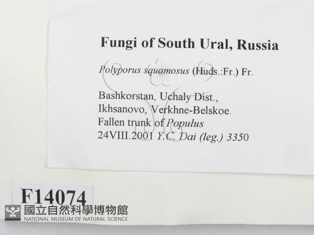 寬鱗多孔菌藏品圖，第2張