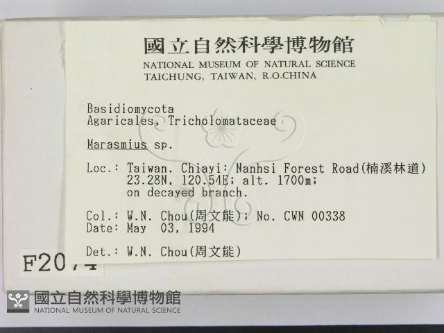 小皮傘屬藏品圖，第2張