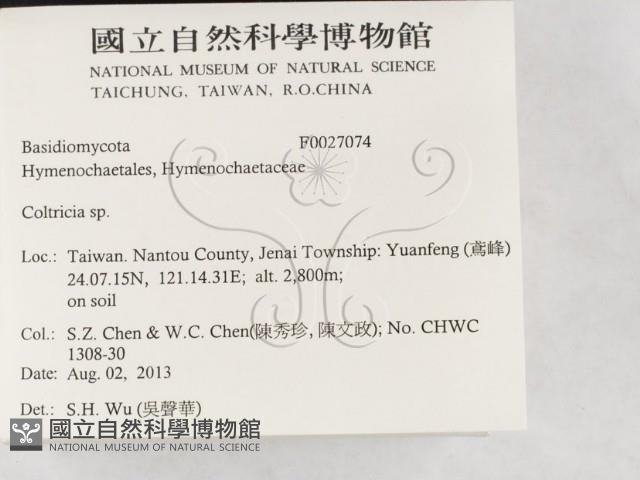 集毛菌屬藏品圖，第2張