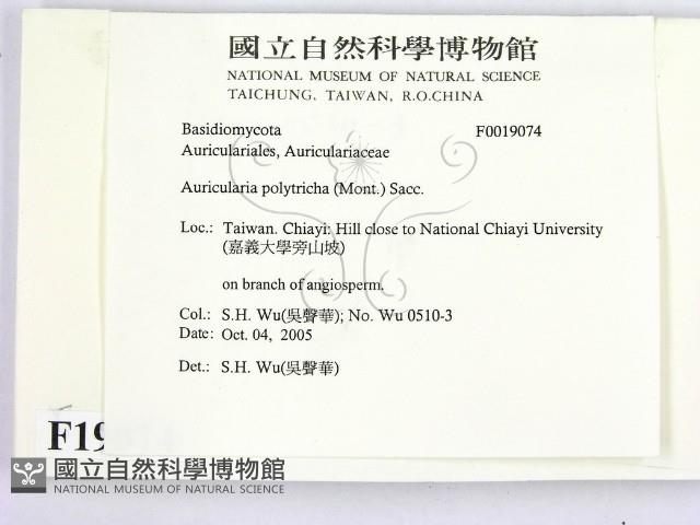 毛木耳藏品圖，第2張