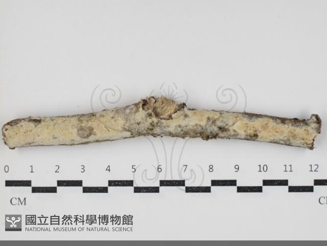 登錄號:F0034374藏品圖，第2張