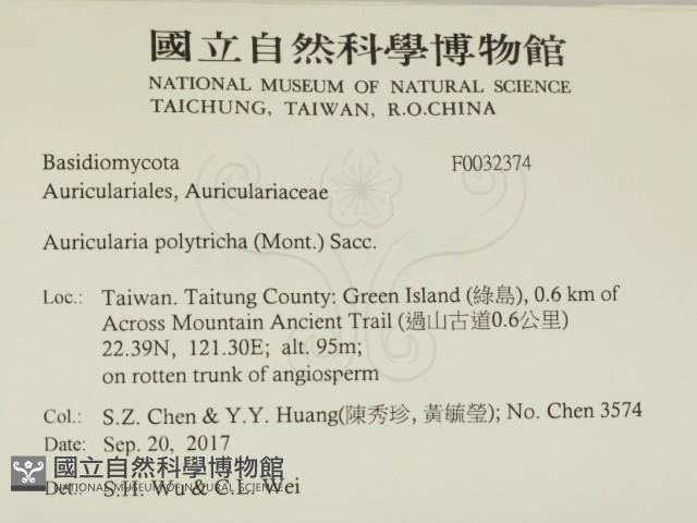 毛木耳藏品圖，第2張