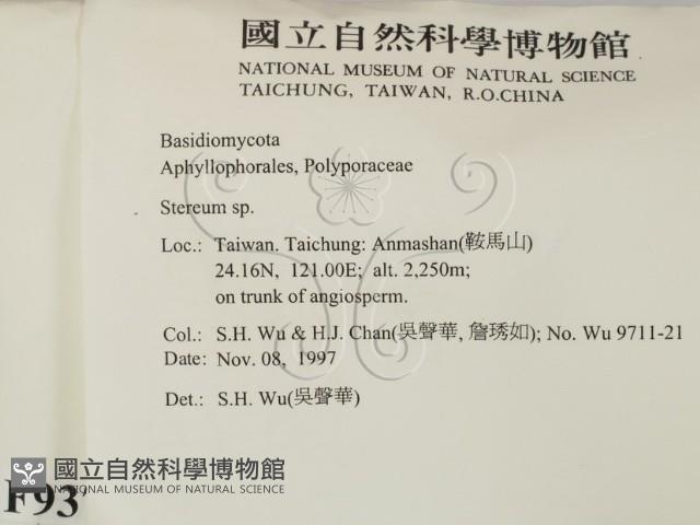 韌革菌屬藏品圖，第2張
