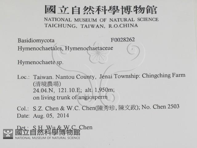 刺革菌屬藏品圖，第2張