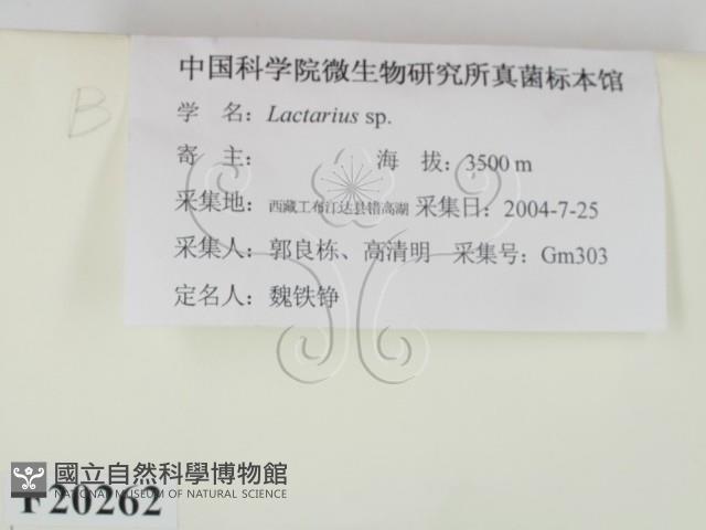 乳菇屬藏品圖，第2張