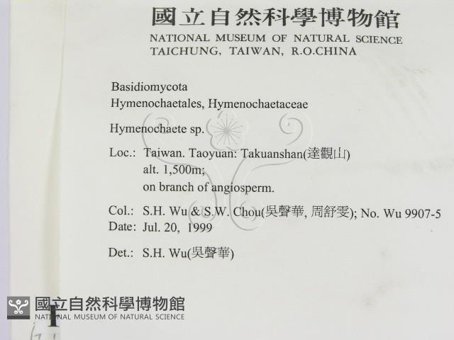 刺革菌屬藏品圖，第2張