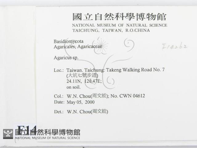 傘菌屬藏品圖，第2張