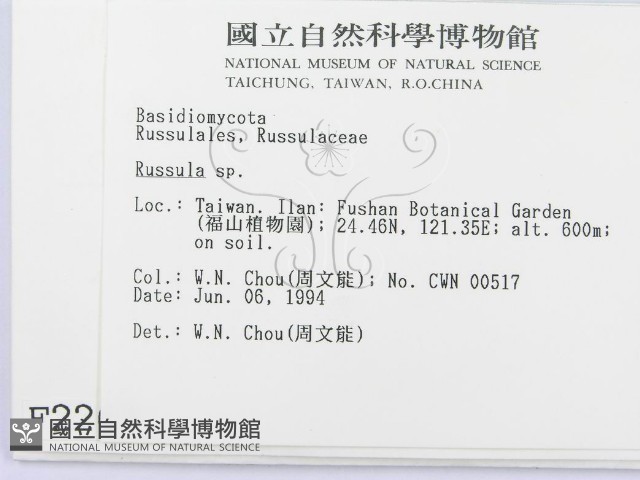 紅菇屬藏品圖，第2張