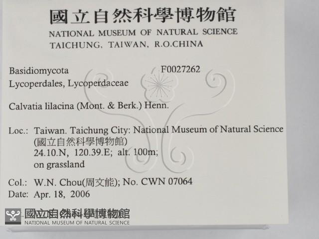 紫色禿馬勃藏品圖，第2張