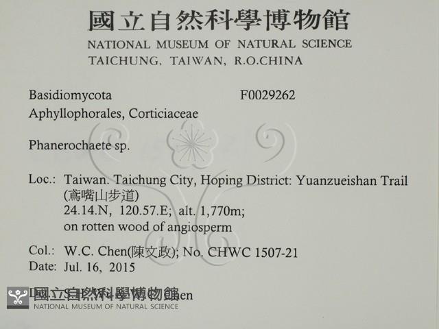 顯絲菌屬藏品圖，第2張