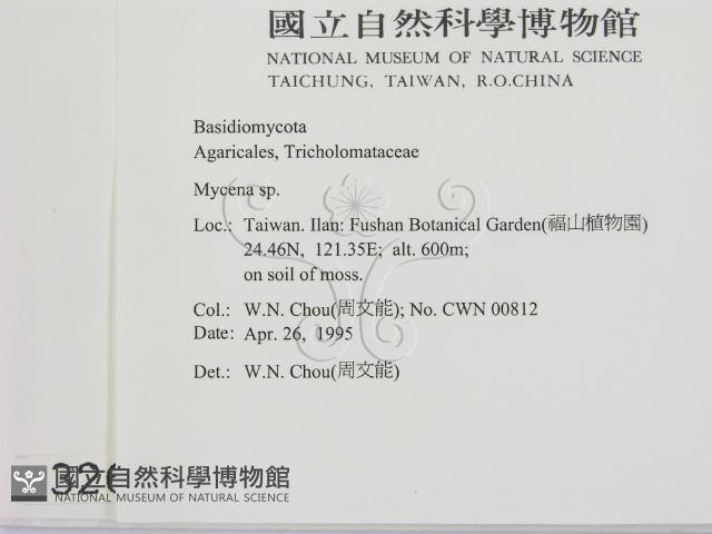 小菇屬藏品圖，第2張